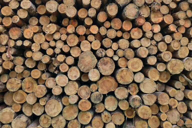 Czym jest zrzyna drzewna?