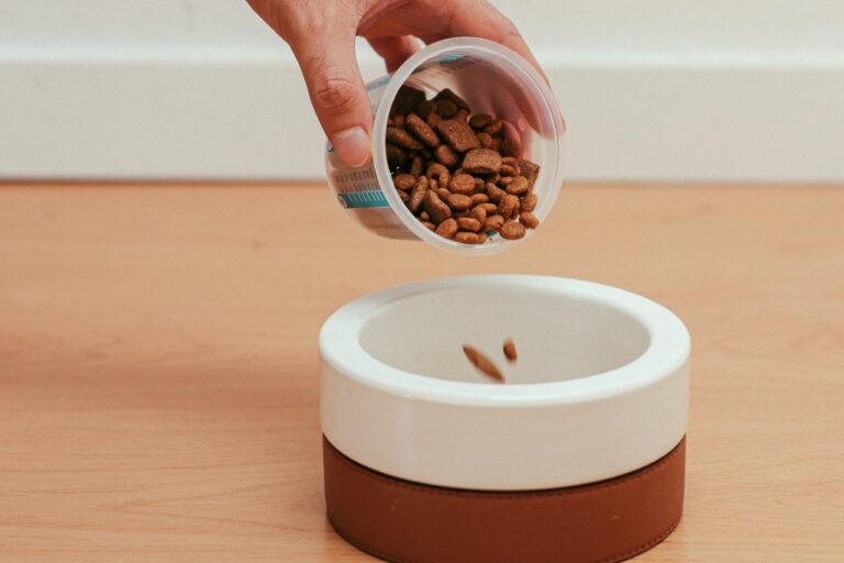 Do kiedy karma junior dla psa powinna być podstawą wyżywienia Twojego pupila?