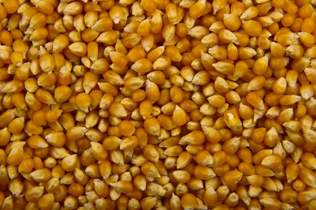 zakup nasion kukurydzy